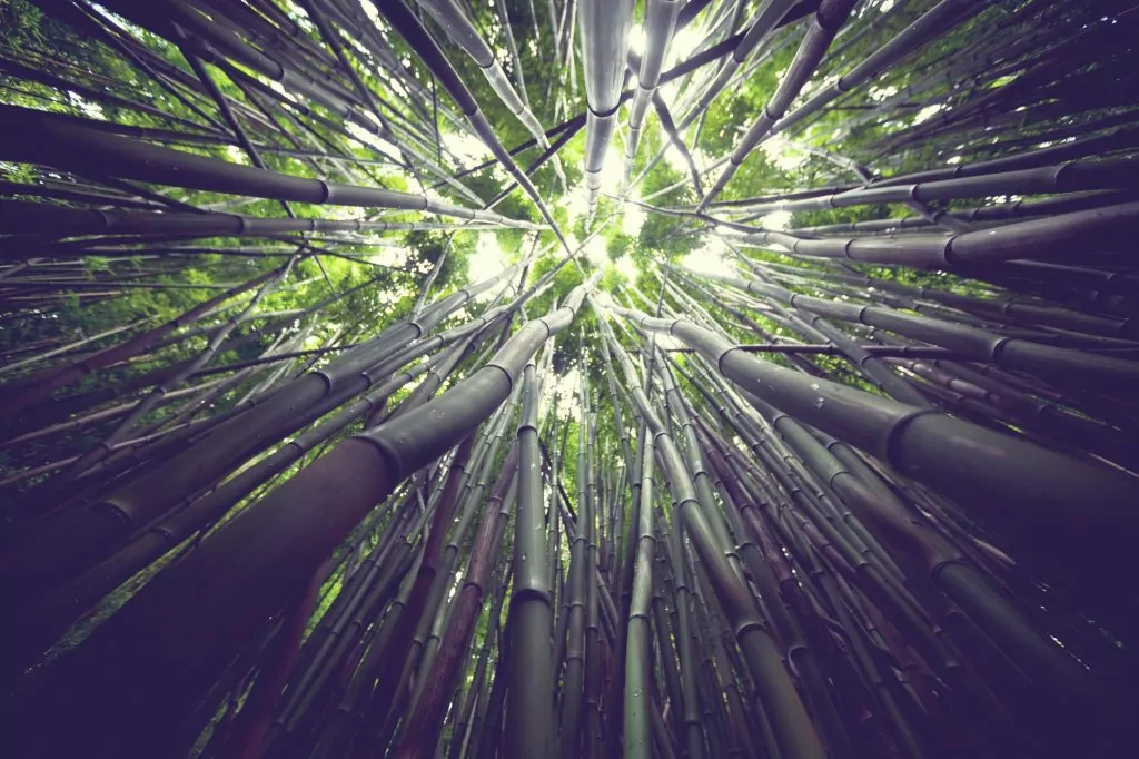 Bamboo toothbrush