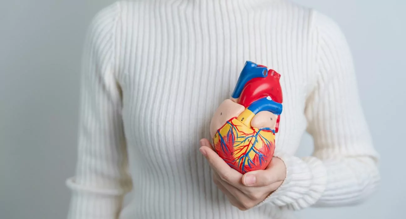 Woman holding human Heart model. Cardiovascular Diseases